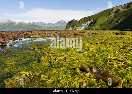 Strand, Moos, Scenic, Aleuten Stockfoto