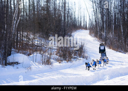 Erwachsene männliche Musher leitet ein Team von husky Hunde auf der jährlichen Wolf Track Classic Sled Dog Race Bewerb, Ely, MN, USA Stockfoto