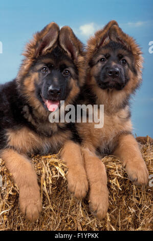 Schäferhund Elsässer zwei Welpen liegen auf Stroh Deutschland Stockfoto