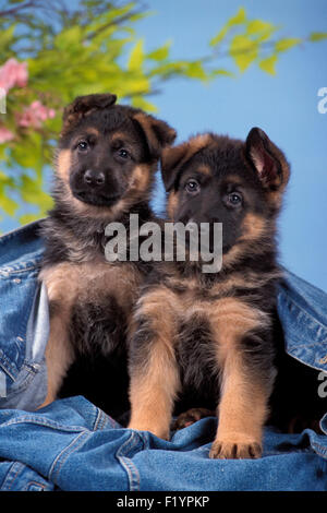 Deutscher Schäferhund elsässischen zwei Welpen sitzen unter Denim Jacke Deutschland Stockfoto