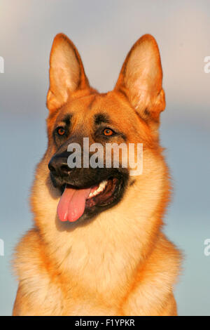 Deutscher Schäferhund elsässischen Porträt von Erwachsenen Deutschland Stockfoto