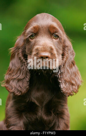 Englisch Cocker Spaniel Portrait des braunen Welpen Deutschland Stockfoto