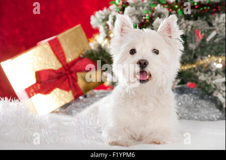 West Highland White Terrier, Westie. Erwachsener Hund, der in Weihnachtsdekoration sitzt Stockfoto