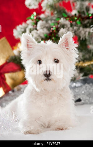 West Highland White Terrier Westie Erwachsener sitzt in Weihnachtsdekoration Deutschland Stockfoto