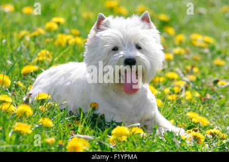 West Highland Terrier, Westie Nach liegenden Wiese blühen Löwenzahn Deutschland Stockfoto