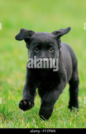 Labrador Retriever. Schwarzer Welpe läuft Rasen in Richtung Kamera Deutschland Stockfoto