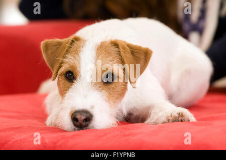 Parson Russell Terrier Erwachsener Hund liegen rote couch Deutschland Stockfoto