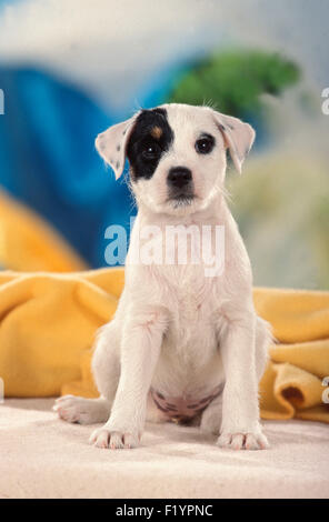 Parson-Russell-Terrier Welpen sitzen Decke Deutschland Stockfoto