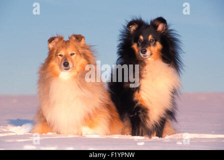 Shetland Sheepdog Shetland Collie zwei Erwachsene sitzen Schnee Deutschland Stockfoto