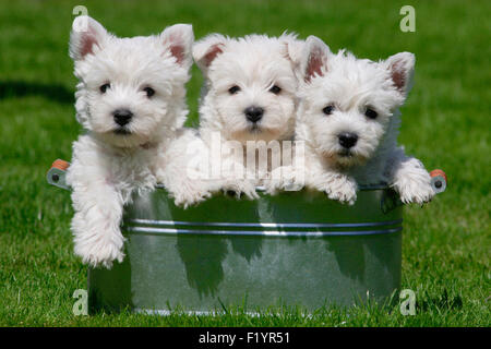 West Highland Terrier, Westie. Drei Welpen in Blechdose lon Ein awn Deutschland Stockfoto