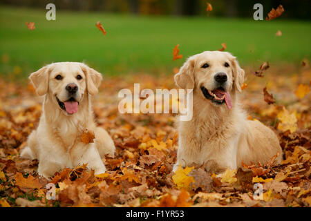 Golden Retriever Zwei erwachsene Hunde Lügen in blattsänfte Deutschland Stockfoto