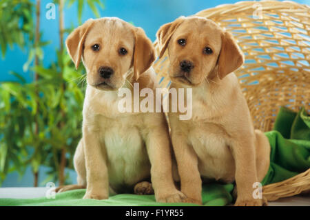 Zwei Labrador Retriever Welpen sitzen grüne Decke neben Korb Deutschland Stockfoto