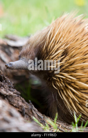 Kurzer Schnabel Echidna Langusten Ameisenbär (Tachyglossus Aculeatus) Erwachsenen Nahrungssuche unter der Rinde des Baumes South Australien Kangaroo Island Stockfoto
