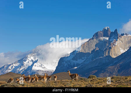 Guanako (Lama Guanicoe) Herde im Torres del Paine Nationalpark-Chile Stockfoto