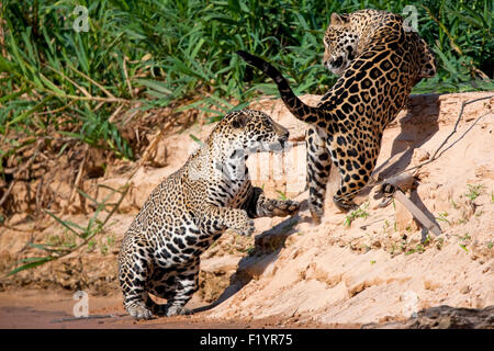 Jaguar (Panthera Onca) paar Playfighting Flussufer Pantanal-Brasilien Stockfoto