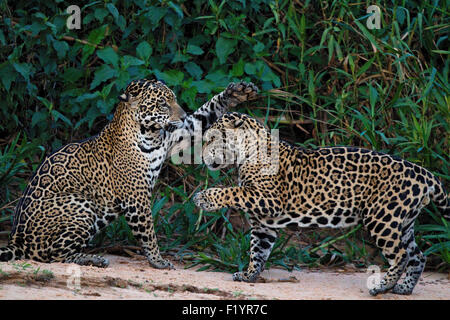 Jaguar (Panthera onca) Paar am Flussufer Pantanal Brasilien umwerben Stockfoto