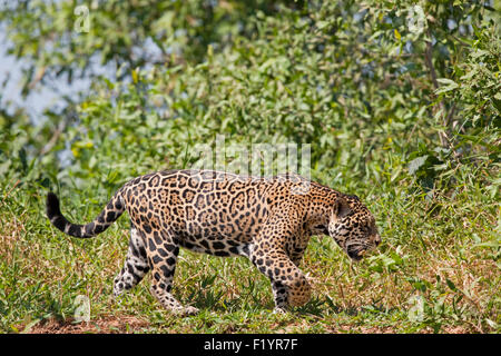 Jaguar (Panthera Onca) Erwachsenen gehen Pantanal-Brasilien Stockfoto