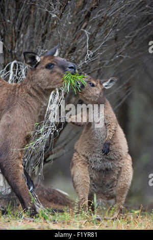 Western grey Kangaroo (Macropus Fuliginosus) Weiblich und Joey essen Pflanzen Kangaroo Island Flinders Chase National Park, Australien Stockfoto