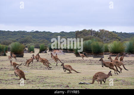 Westliche graue Känguru (Macropus Fuliginosus) Gruppe hopping Kangaroo Island Flinders Chase Nationalpark Australien Stockfoto