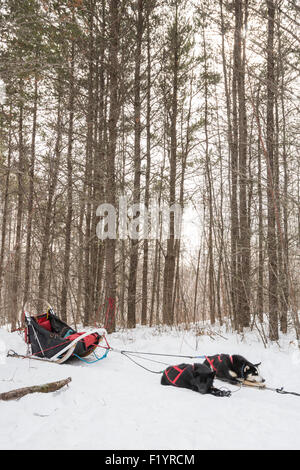 Zwei Huskies im Schnee liegend ruhen im Hundeschlitten durch verschneite Wildnis, Ely, Minnesota, USA Stockfoto