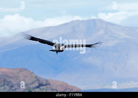 Andenkondor (Vultur Kondor) männlichen Flug Lago Argentino Argentinien Stockfoto