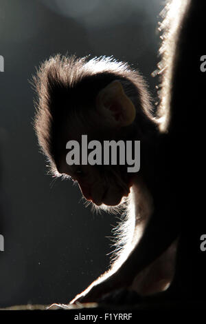 Krabbe-Essen Makaken (Macaca Fascicularis) Young Hintergrundbeleuchtung Bali Stockfoto