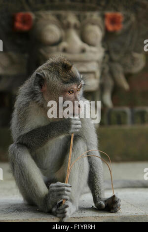 Krabbe-Essen Makaken (Macaca Fascicularis) kauen Stick Bali Stockfoto