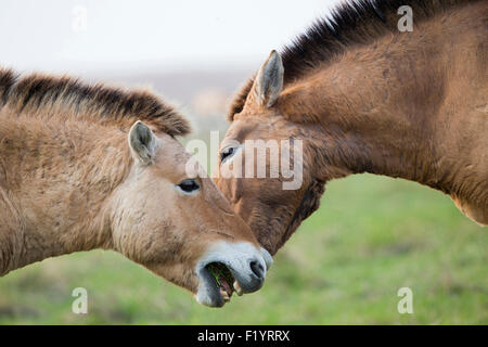 Przewalskis Horse mongolisches Wildpferd (Equus Ferus Przewalskii) Hengste kämpfen Neusiedler See Österreich Stockfoto