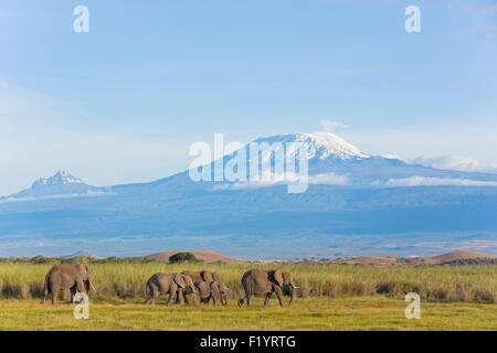 Afrikanischer Elefant (Loxodonta Africana) Wandering Herde am Amboseli-Nationalpark in Kenia gegen Kilimandjaro Stockfoto