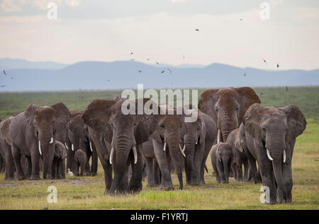 Afrikanischer Elefant (Loxodonta Africana) Wandering Herde am Amboseli-Nationalpark in Kenia Stockfoto