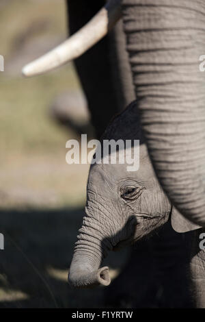 Afrikanischer Elefant (Loxodonta Africana) Kalb stand neben seiner Mutter Amboseli-Nationalpark Kenia Stockfoto