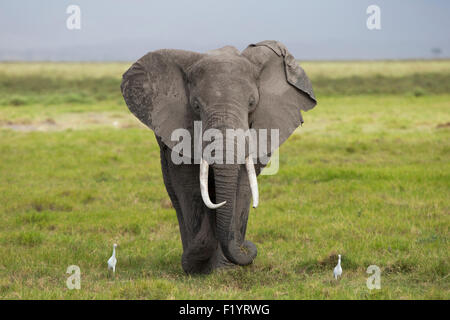 Afrikanischer Elefant (Loxodonta Africana) Erwachsenen und paar Kuhreiher Wandern grün grass Amboseli-Nationalpark Kenia Stockfoto