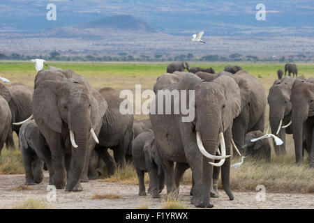 Afrikanischer Elefant (Loxodonta Africana) Wandering Herde am Amboseli-Nationalpark in Kenia Stockfoto