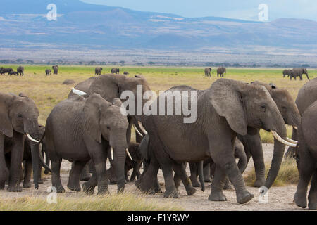 Afrikanischer Elefant (Loxodonta Africana) Wandering Herde am Amboseli-Nationalpark in Kenia Stockfoto