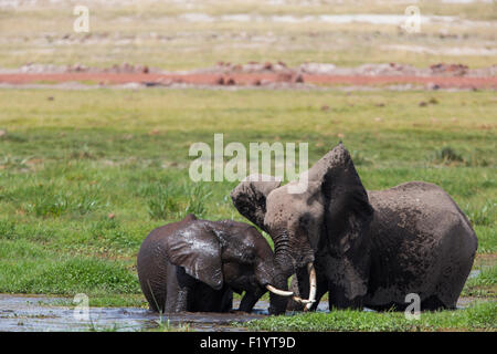 Afrikanischer Elefant (Loxodonta Africana) Erwachsenen Jugendlichen spielen Wasser Amboseli-Nationalpark Kenia Stockfoto