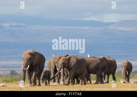 Afrikanischer Elefant (Loxodonta Africana) Herde Kuhreiher am Amboseli-Nationalpark in Kenia Stockfoto