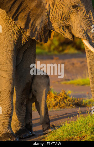Afrikanischer Elefant (Loxodonta Africana) Kalb versteckt sich hinter Mütter Beine Amboseli-Nationalpark Kenia Stockfoto