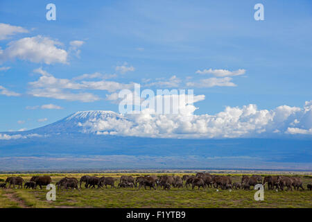 Afrikanischer Elefant (Loxodonta Africana) Wandering Herde am Amboseli-Nationalpark in Kenia gegen Kilimandjaro Stockfoto