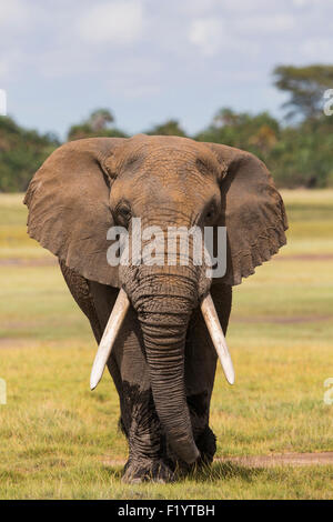 Afrikanischer Elefant (Loxodonta Africana) Reifen Bull zu Fuß in Richtung Kamera Amboseli-Nationalpark Kenia Stockfoto