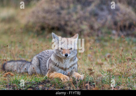 Culpeo (Lycalopex Culpaeus) Erwachsenen liegenden Nationalpark Torres del Paine-Chile Stockfoto