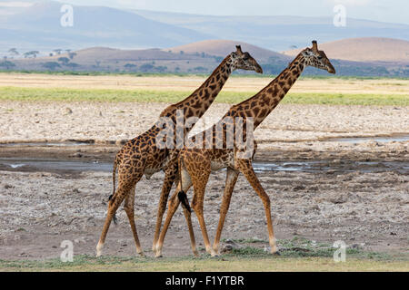 Masai-Giraffe (Giraffa Plancius Tippelskirchi) zwei Erwachsene zu Fuß Savanne Amboseli-Nationalpark Kenia Stockfoto