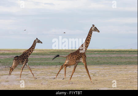 Masai-Giraffe (Giraffa Plancius Tippelskirchi) zwei Erwachsene laufen Savanne Amboseli-Nationalpark Kenia Stockfoto