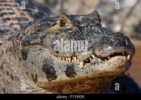 Yacare Kaiman (Caiman Yacare) Portrait von Erwachsenen Mund geschlossen Pantanal-Brasilien Stockfoto