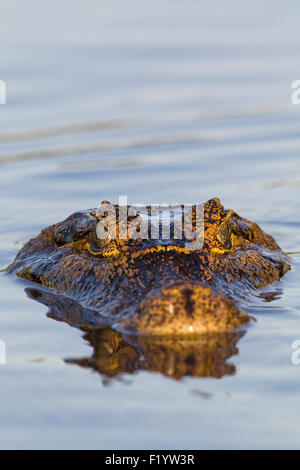 Yacare Kaiman (Caiman Yacare) treiben Wasser Pantanal-Brasilien Stockfoto