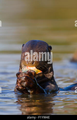 Riesenotter (Pteronura Brasiliensis) Essen Fisch Pantanal-Brasilien Stockfoto