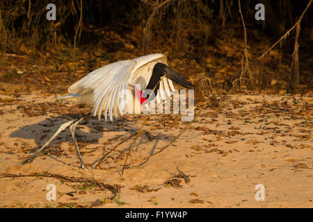 Jabiru (Jabiru Mycteria) Storch Erwachsenen Massenermittlung während des Tragens halten den Schnabel Pantanal-Brasilien Stockfoto