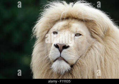 Weißer Löwe (Panthera Leo) Porträt des männlichen Safaripark Stukenbrock Deutschland Stockfoto