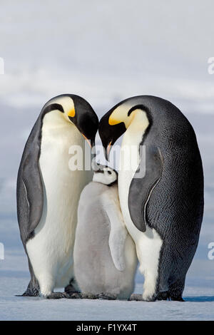 Kaiserpinguin (Aptenodytes Forsteri) Elternteil Vögel Küken Snow Hill Island Antarktis Stockfoto