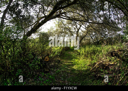 Fußweg auf Thorley, Isle Of Wight, an den Ort der Kirche im Jahre 1871, direkt neben dem Schloss und Gutshof aufgegeben Stockfoto