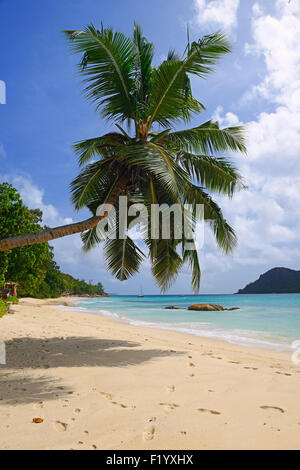 Palme am Strand von Anse Boudin, Insel Praslin, Seychellen Stockfoto